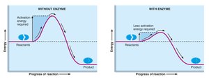 Enzyme action and activation energy