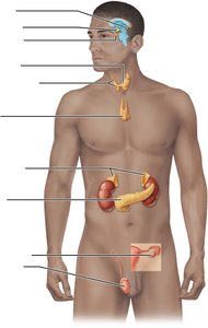 Diagram of major endocrine organs in the human body