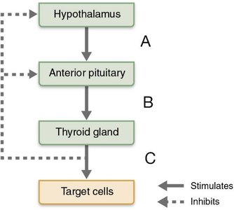 Diagram of hypothalamic-pituitary-thyroid axis