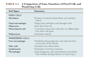 Table comparing functions of fixed and wandering cells in connective tissue