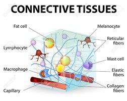 Diagram of connective tissue showing cell types and fibers