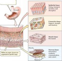 Diagram showing the four tissue types in the wall of the stomach