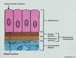 Diagram of epithelial tissue showing apical and basal surfaces, basement membrane, and underlying connective tissue