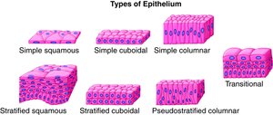 Types of epithelium: simple, stratified, pseudostratified, transitional, squamous, cuboidal, columnar