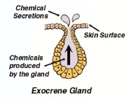 Diagram of an exocrine gland showing secretion to the skin surface