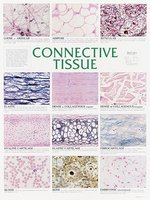 Photomicrographs of various connective tissue types