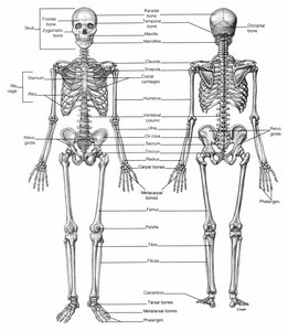 Labeled diagram of the human skeleton, anterior and posterior views