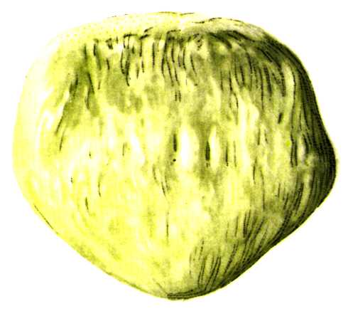 Patella bone