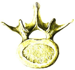 Vertebra, superior view