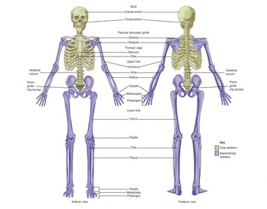 Diagram showing axial and appendicular skeleton regions