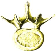 Lumbar vertebra, superior view