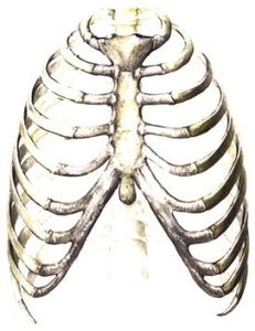 Sternum, anterior view