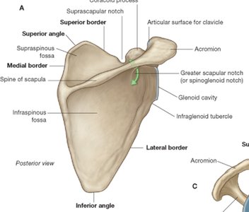 Clavicle, labeled diagram