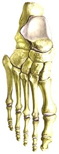 Bones of the foot: tarsals, metatarsals, phalanges