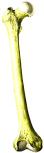Femur bone