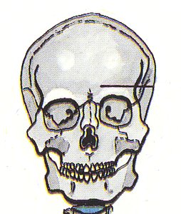 Skull, anterior view