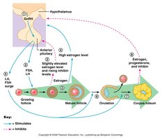 Feedback mechanisms in ovarian function