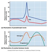 Fluctuation of gonadotropin and ovarian hormone levels