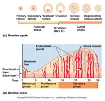 Ovarian and uterine cycles
