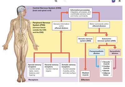 Diagram of CNS and PNS divisions and their functional relationships