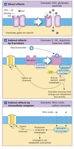 Direct and indirect effects of neurotransmitters on postsynaptic cells