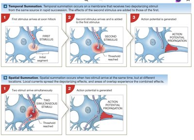 Temporal and spatial summation of postsynaptic potentials