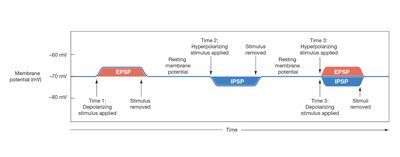 Graph of EPSP and IPSP interactions over time