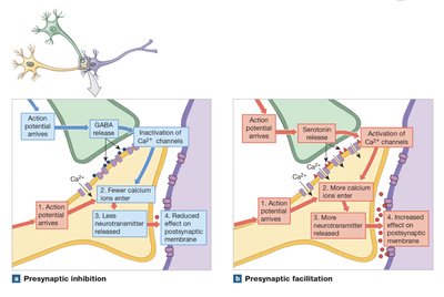 Presynaptic inhibition and facilitation mechanisms