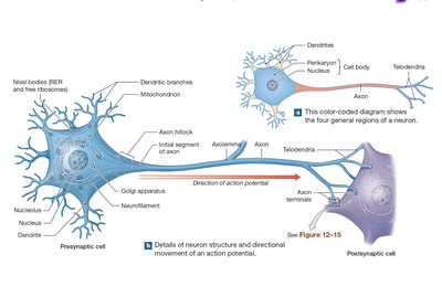 Structure of a typical neuron and direction of action potential