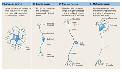 Structural types of neurons: anaxonic, bipolar, unipolar, multipolar