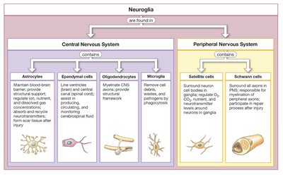 Table of neuroglia in CNS and PNS