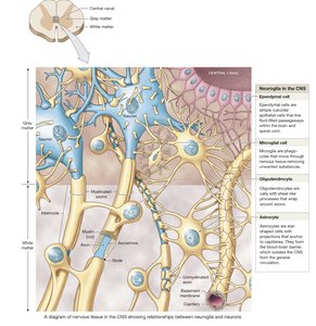 Diagram of neuroglia in CNS and their relationships with neurons