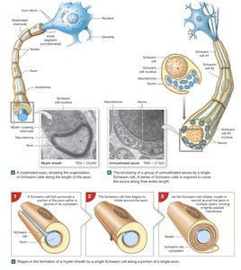 Myelination by Schwann cells and oligodendrocytes