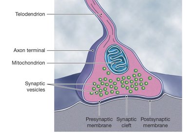 Structure of a chemical synapse