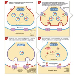 Steps of neurotransmitter release and action at a cholinergic synapse