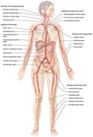 Major systemic arteries diagram
