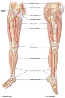 Arteries of the lower limb