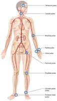 Common pulse points