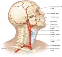 Arteries of the neck, face, and superficial head