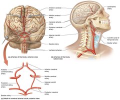 Arteries of the brain and circle of Willis