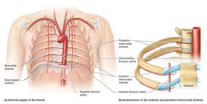 Arteries of the thorax and intercostal spaces