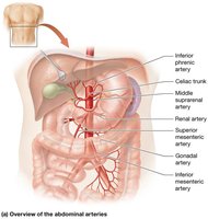 Overview of the abdominal arteries