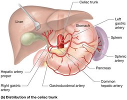 Distribution of the celiac trunk