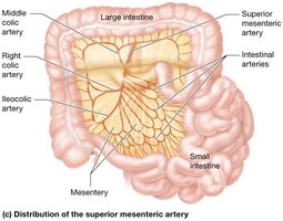 Distribution of the superior mesenteric artery