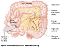 Distribution of the inferior mesenteric artery