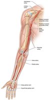 Arteries of the upper limb