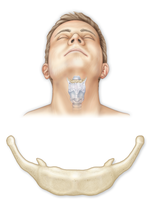 Anterior view of the hyoid bone in the neck