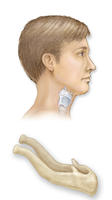 Lateral view of the hyoid bone in the neck