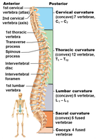 Lateral view of the vertebral column with labeled regions and curvatures