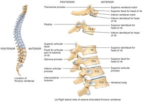 Thoracic vertebrae with labeled anatomical features